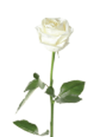 Joyce Lesley Long Obituary